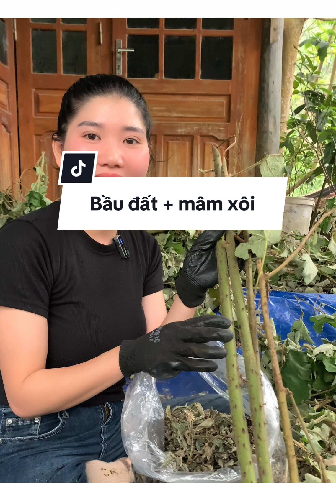 Bầu đất kết hợp mâm xôi thì cứ phải gọi là nước nôi tràn trề ce ạ , điều kinh giảm viêm nhiễm cực kì hiệu quả #caymamxoi #caybaudat #thaoduoc #thaoduocthiennhien #utthaoduoclaocai 
