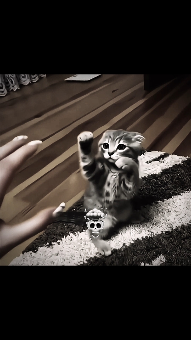 #cat #cats #catlover 