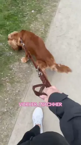 @Leo kann ganz stolz auf sich sein! Am Ende zählt das was IHR daraus macht 💫🐶 #hundetraining #hundevideos #vorhernachher #orientierungammenschen #orientierung #cockerspanielsoftiktok #übungmachtdenmeister 