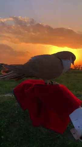 The many other things video bro please for you bro page for please video 🍂🍂🍂🎶🎶🦋🦋🦋🦋@@MEHAD AFRIDI 56 @❤️‍🩹🫶ارشد خان🫶❤️‍🩹 