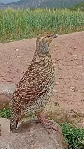 Desi teetar ki awaz teetar sounds teetar awaaz #teetar #teetarkiawaz #birdslove #blackteetarlover #blackpink #teetarsound #shikariteetar #desiteetarawaz #viralvideo #millionviews 