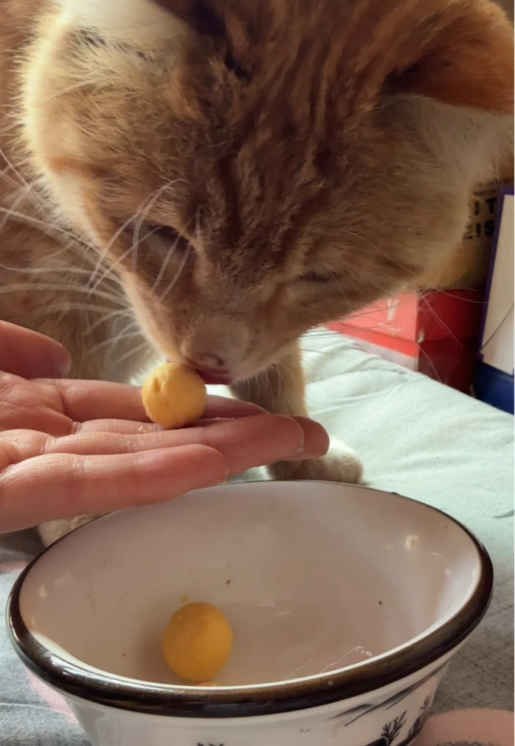 #cat 