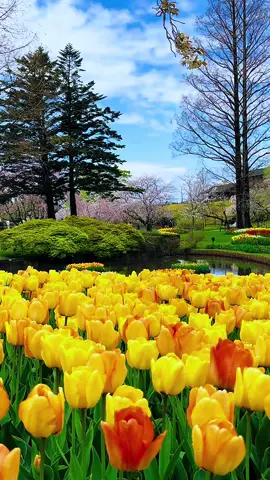 #最美的春天 #美しい春の景色  浜名湖花フィスタ#Japanese  spring scenery 