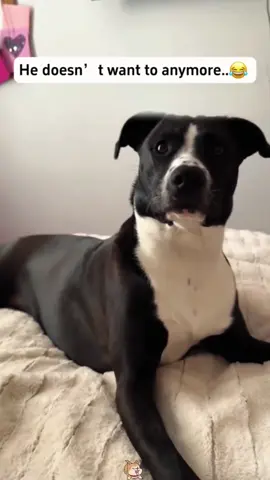 The dog refused #funnydogs #DogTok #DogFails2025 #DogsOfspring #DogVsOwner #petfyp #usa