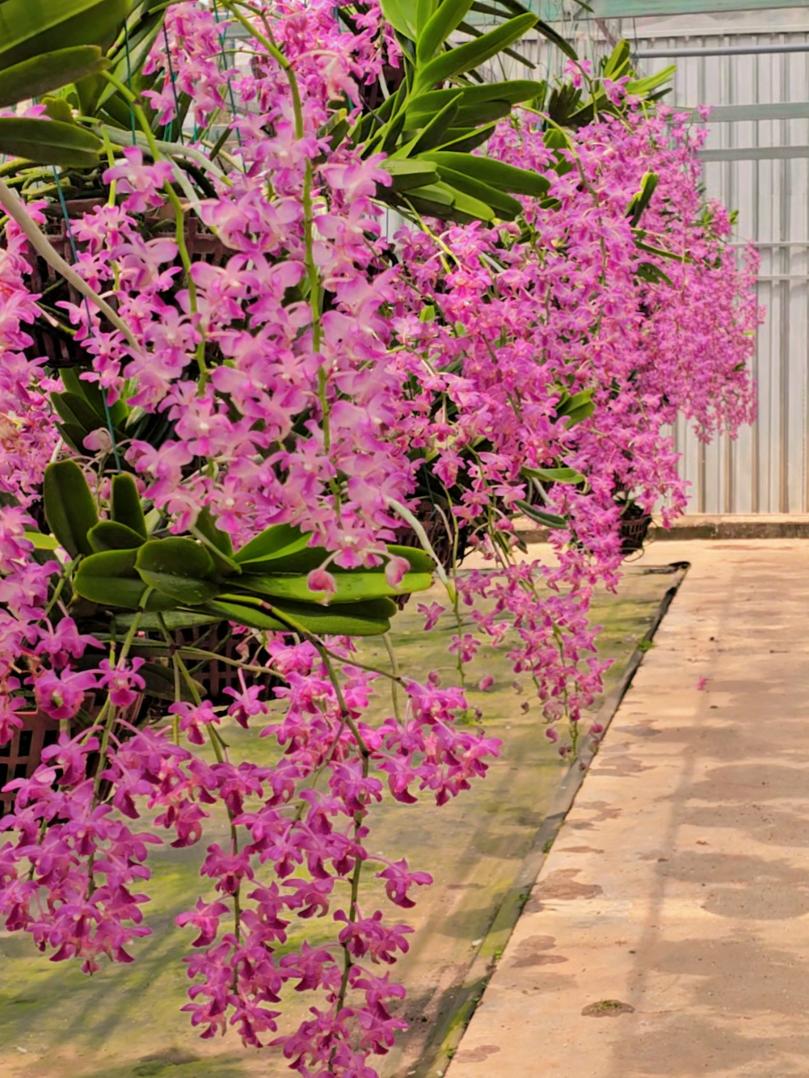 vườn quế tím nở rộ , 1 mùi thơm dịu dàng bao trùm cả khu vườn nhỏ xinh#hoalan #orchid #hoangnhant8 #hoalanrung #lanrungnohoa #phonglan #quếtím 