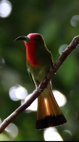 Red Bearded Bee Eater #burung #bird #kicau #kicaumania #foryou #foryoupage #fyp 