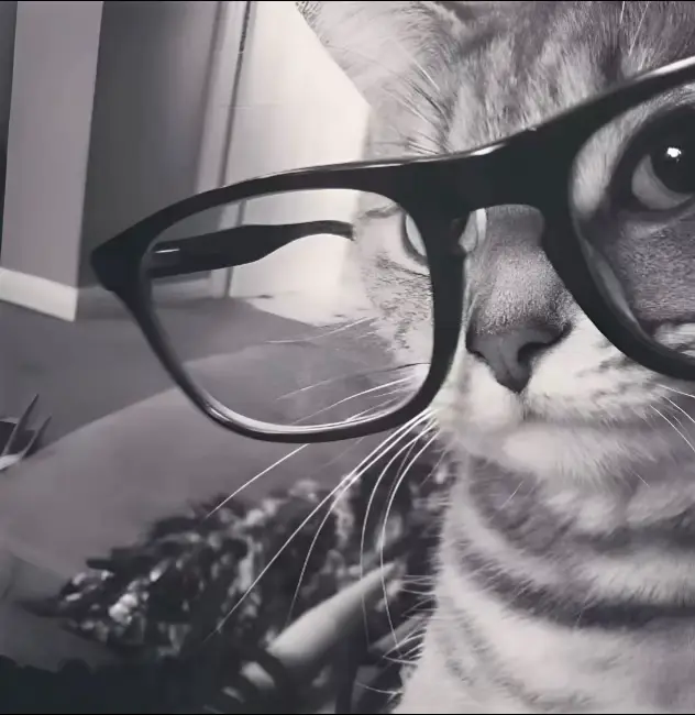 Bagi bagi stiker wa #fotolucu #kucing #catsoftiktok 