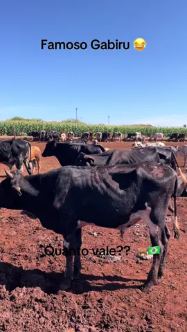#pecuariabrasil🇧🇷🐂🐂🐂🐂 #cowboy #pecuaria #rodeio #boiadeiro #lida #gabiru #flypシ #fl #manejo 