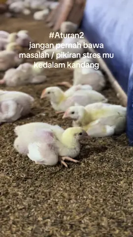 ga masuk akal tapi ini fakta. #fyp #peternakmuda #murahnikmatlezat #sumbermuliafarm #ayambroiler 