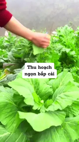 Năm nay mình không để giống bắp cải nên tranh thủ thu hoạch sớm cho hết #raucuqua #hatgiongtot #seeds #hatgionggnn #vegetables #CapCut 