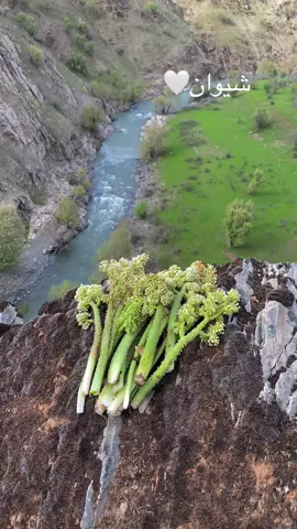 #shiwanm #shiwan #kurdstan #bradostim #barmiza_bradost #kurdstan🇹🇯️ 