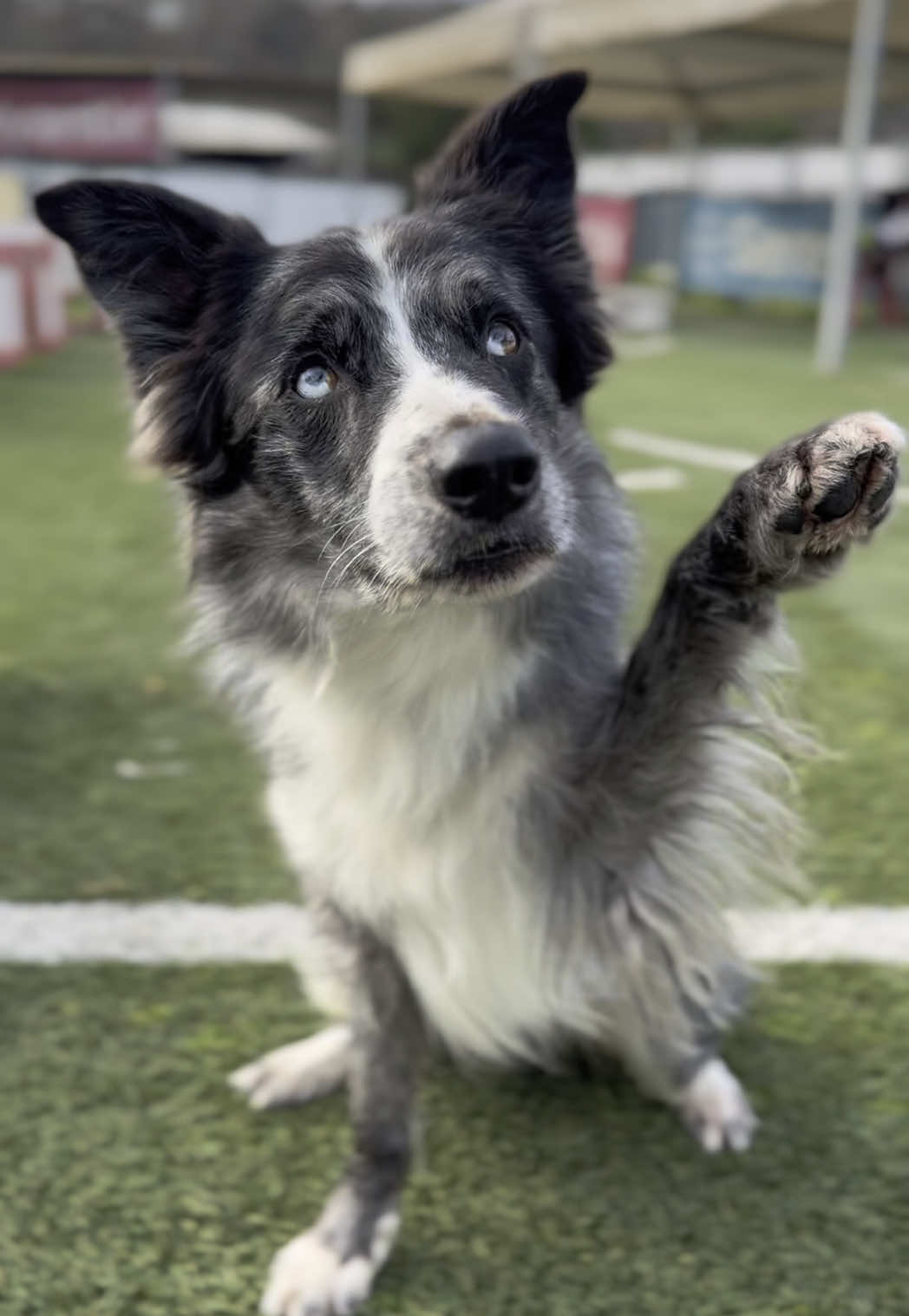 #bordercollie #dogs 