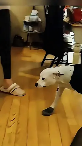 Try not to laugh 😂😂😂 #animals #funny #pet #dog #funnyanimals #funnyvideos #haha #dogsoftiktok #cat #funnypets #PetsOfTikTok 