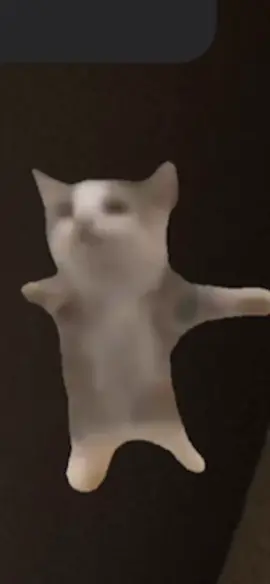 Clapping Cat #cat #funny #clap 
