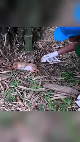 Rescue two puppy #animal #animalsoftiktok #rescueanimals #rescue #rescuedog #dog #puppy 