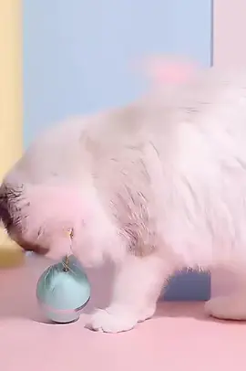 The tumbler cat toy is super fun and really good at grabbing cats' attention, keeping them entertained for hours!!#cat #catlover 