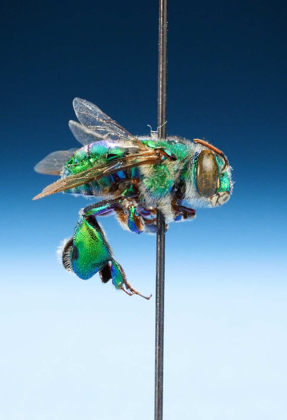 Orchid bees have enormous back legs. The males specifically have large hind tibias. Why? In this video, we explain how male orchid bees store flower fragrances in their back legs to create unique perfumes. They use these perfumes to attract female orchid bees. #animals #science #LearnOnTikTok  Specimen use made possible by the University of Michigan Museum of Zoology