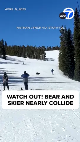 Close call! A black bear and a skier almost collided at a Colorado ski resort! The video, recorded by an employee, shows a bear running toward the tree line and nearly missed hitting the skier coming down the slope.