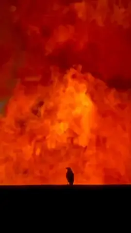 🐦: My cold heart, can't feel the heat of the fire #cool #crow #fire #meme #reels #edit #real 