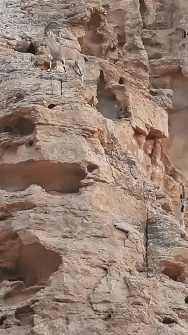 الوعل : يُعد من أصغر أنواع الوعول حجمًا، ويتميّز بقرنين منحنيين إلى الخلف يصل طولهما نحو 120 سنتيمترًا، لديه القدرة في التكيف على المناطق الحارة والجافة والتضاريس الجبلية شديدة الانحدار. #بحياتها_نحيا Nubian Ibex: one of the smallest species of ibex, characterized by backward-curving horns that can reach up to 120 centimeters in length. It has adapted to survive in hot, arid environments and navigate steep mountainous terrain #NurturedByNature