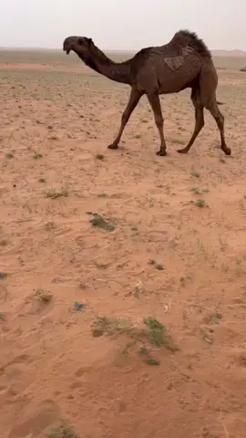 #غرنوق #مزاين #صياهد #غرنوقي #شعل #الشعل 