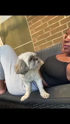 lmaoo she never do this when I actually want her around  #funnydogvideos #cutedogsoftiktok #clingypet #backyardvibes #poolside #dogmomlife 