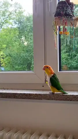 parrot imperial march lol🥰🥰🥰#capcut #pets #parrot #petlover #spring #starwars 