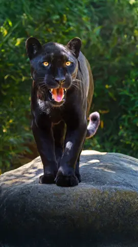 Fond d'écran épique live 4K: Black Panther roar fiercely on the rock, before coming to us in a beautiful motion, 4K epic scenery for wallpapers. #blackpanther #panther #rock #4k #wallpaper #livewallpaper 