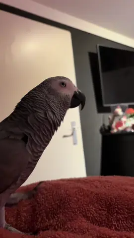 Kom dan 😂😜 #parrot #parrots #africangrey #africangreyparrot #parrotsoftiktok #talkingparrot 