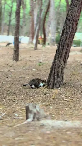 Immediately humbled #cats #funnyvideo #funnyanimals #funnycats #catfails #catfail #animalfails #animalsoftiktok #fyp #cattok #animalcompilation 
