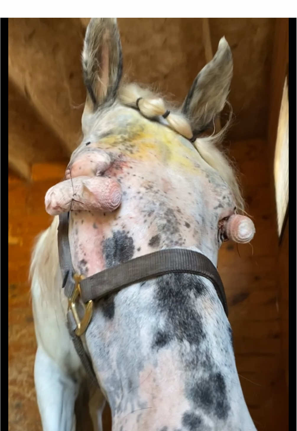 Coming up on 5 years since he got both of his eyes removed 🩵 forever thankful that he is still here and thriving! #horsesoftiktok #appaloosa #blindhorses #blind #animalsoftiktok #rescuehorse #equine #equestrian #beforeandafter #transformation #happyhorse #surgery #enucleation #blindness #blindnotbroken #myboy #fyp #foryoupage #trending 