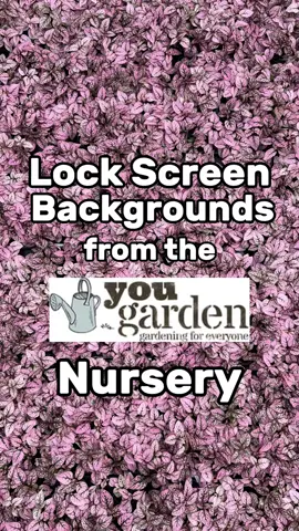 Pinch in to go full screen and screenshot your favourite! #plant #planting #screenshot #background #grow #growing #yougarden #gardentok #gardening101 #nature #spring #Summer #britishsummer #tiktokmademebuyit #tiktokmademeplantit #gardening #colour #gardeninspiration #pink #blue 