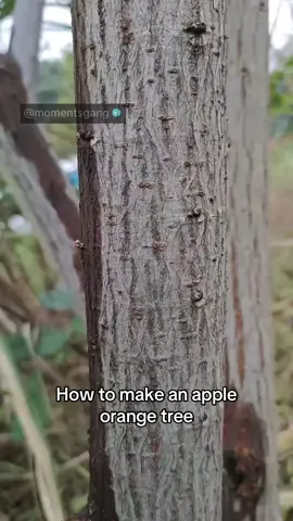 Grafting an apple and orange tree