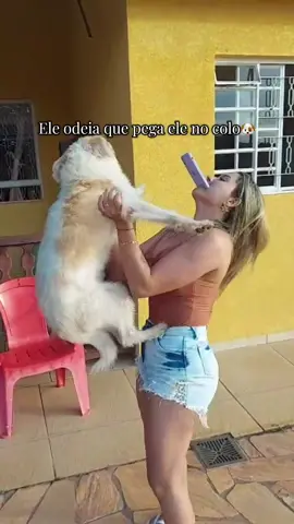 Eu tentei pegar meu cachorro no colo pra fazer essa trendy bem bonitinha,mas ele odeia que pega ele no colo. #trendyol #dog #tiktok #foryou 