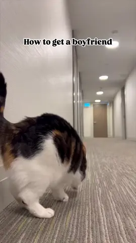 #funnyvideos😂 #смешноевидео #fannyvideo #funnydogsvideo #funnycats #смешныекотики #смешныекоты