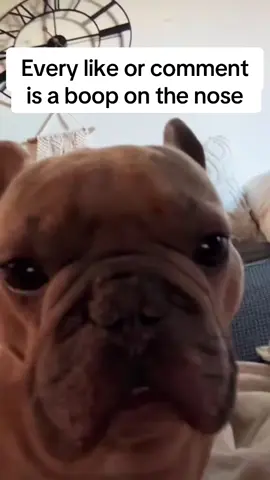Every like or comment is a boop on the nose. #boop #dogs #dogcheck #dogcommunity #PetsOfTikTok #animals #funny 