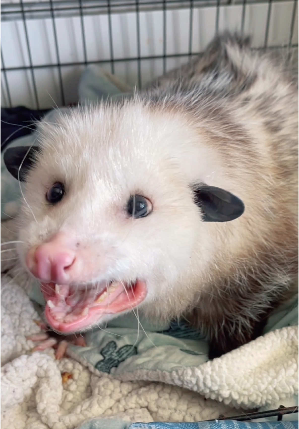 Opossums are NOT social creatures #attack #solitary #opossum #possums #possumposse #PetsOfTikTok #pettok #possumtok #pet #tiktokpets #marsupial #trashcat #wildlife #rescue