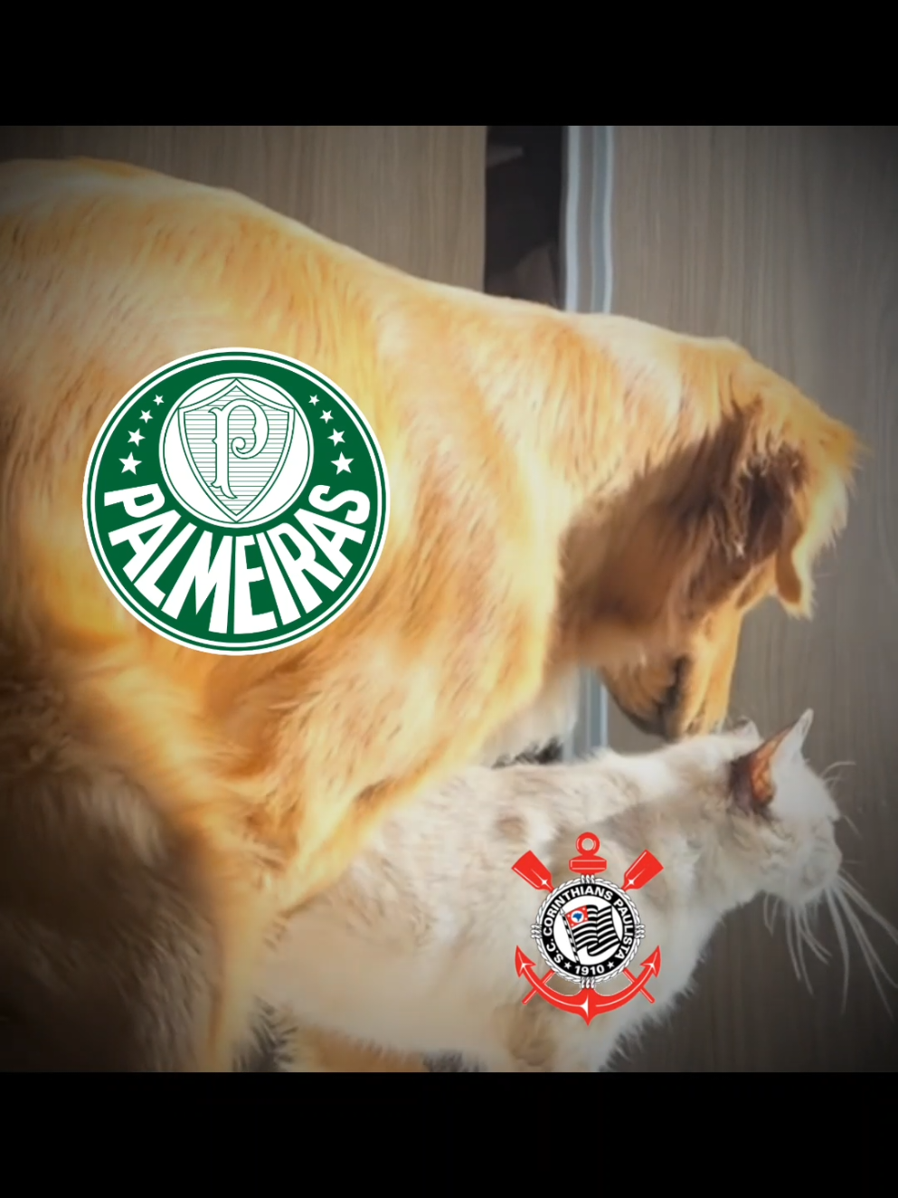 o Palmeiras fez o Corinthians de?