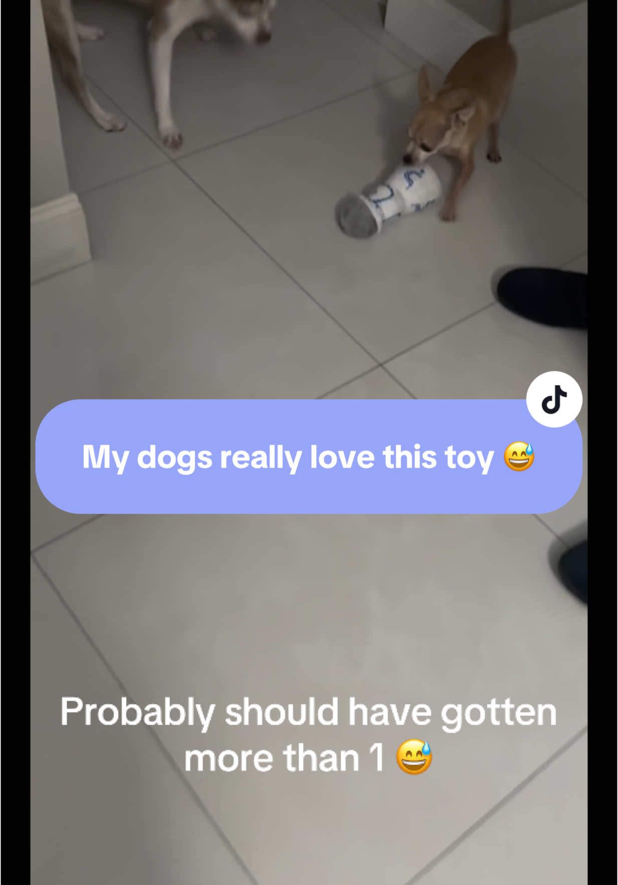 #creatorsearchinsights Don’t make the same mistake I did 🤣 make sure to get one for each of your dogs ! The little ones rarely show interest in toys but they were fighting for this one 😂My older pup won… for now 😅 This toy is so cute made to look like one of my favorite tequila’s 😊 #dog #dogsoftiktok #dogtoy 