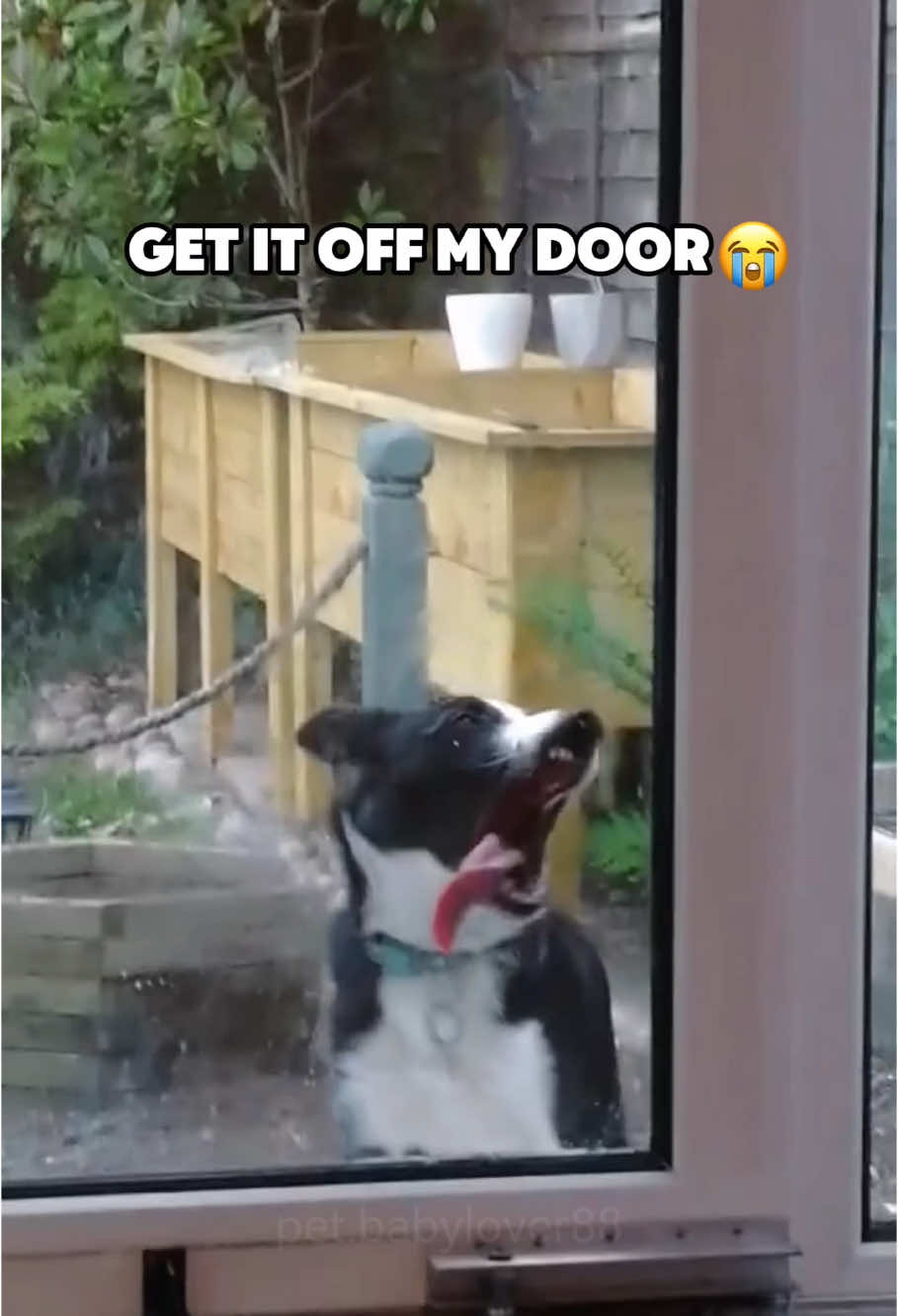 My dog is a rebel😭 #dog #dogsoftiktok #fyp #foryou #funny #pet #puppy #rebel 
