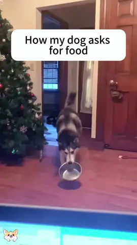 What a dog does when it is hungry😂😂#tiktok #foryou #dog #fyp #funnydog 