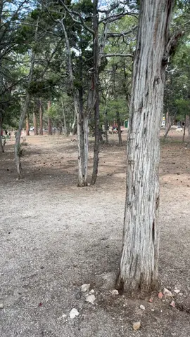 minecraft irl @Jazie Story #steve #Minecraft #flintandsteel #nether #tree #chickenjockey #camp #grandcanyon