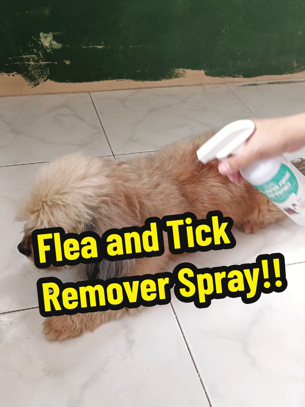 Replying to @nalafriends09  Tama po wala silang pinipiling lugar at panahon, prevention is better than cure ❤️ #tickandfleaspray #tickandflearemover #tickandfleas #antitickandflea #antigarapata #garapata #tickremover #tickandfleakillerspray #fleaandtickprevention #petproducts #fyp 