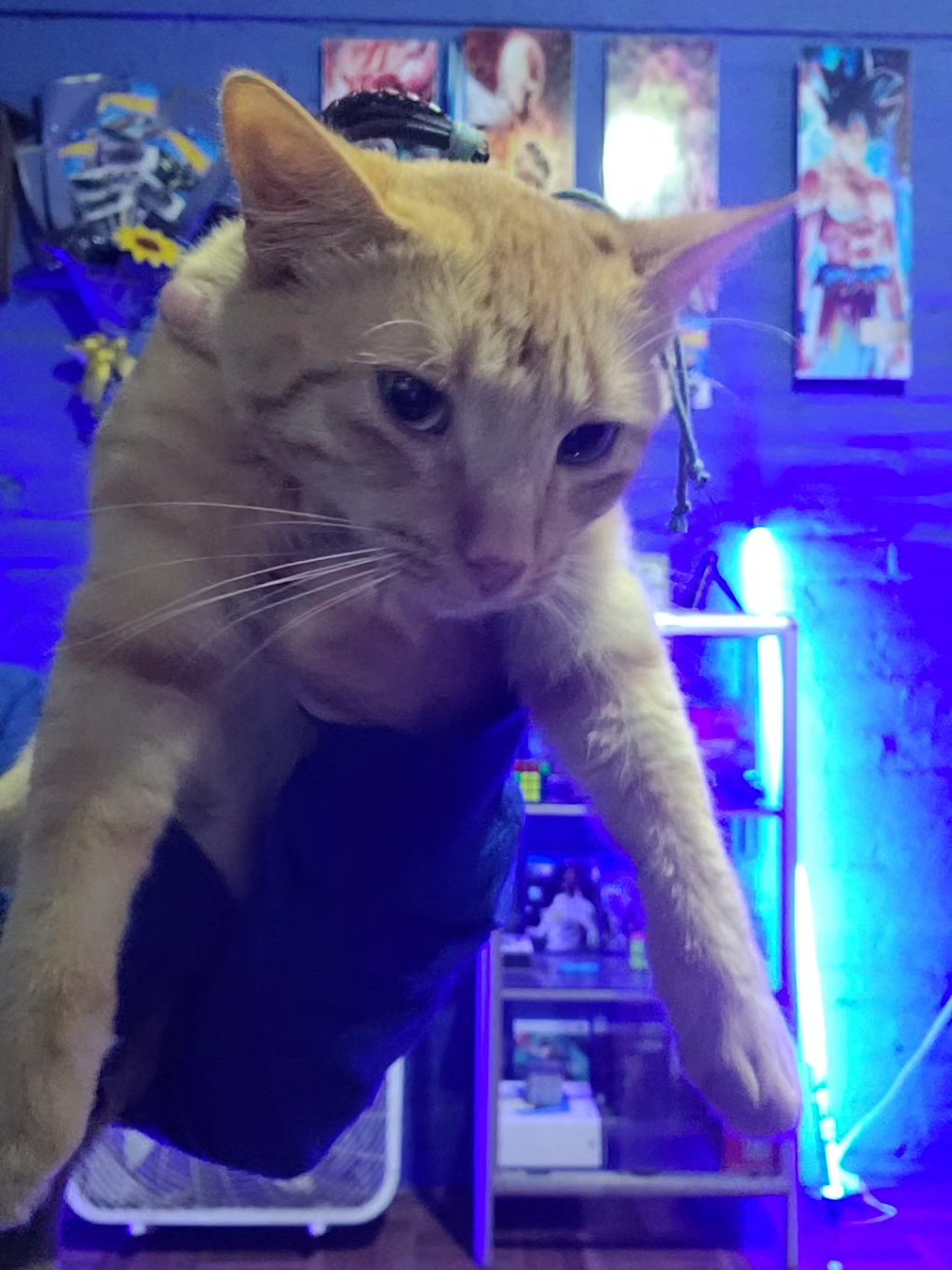 MANGUITO PRIME🔥✨️💙 #youtubers #youtubeshorts #creadoresdecontenido #animales #gatos #gatostiktok 