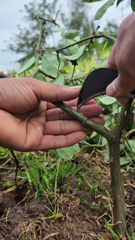 Grow roses from cuttings like a pro! Use aloe vera to root stems in just 4 weeks. Pick a healthy branch, prep it right, and watch it thrive. Perfect for urban gardens! #RosePropagation #GardeningHacks #AloeVera #DIYPlants #UrbanGardening #PlantLover #GardenTips 