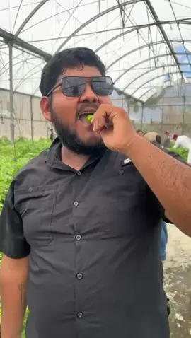 #checandocultivos 🌱🫑 #nopicacompa  #ingenieroagronomoemproceso @Renato.Gamez 