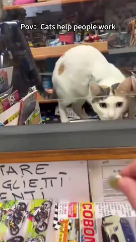 Cat’s help people #fyp #cattok #cutecat #smartcat #catlover #catsoftiktok #funny 