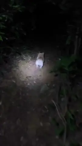 Run 😂 #fu @Corgi Land #corgi #dog #dogsoftiktok #fyp #fyppppppppppppppppppppppp 