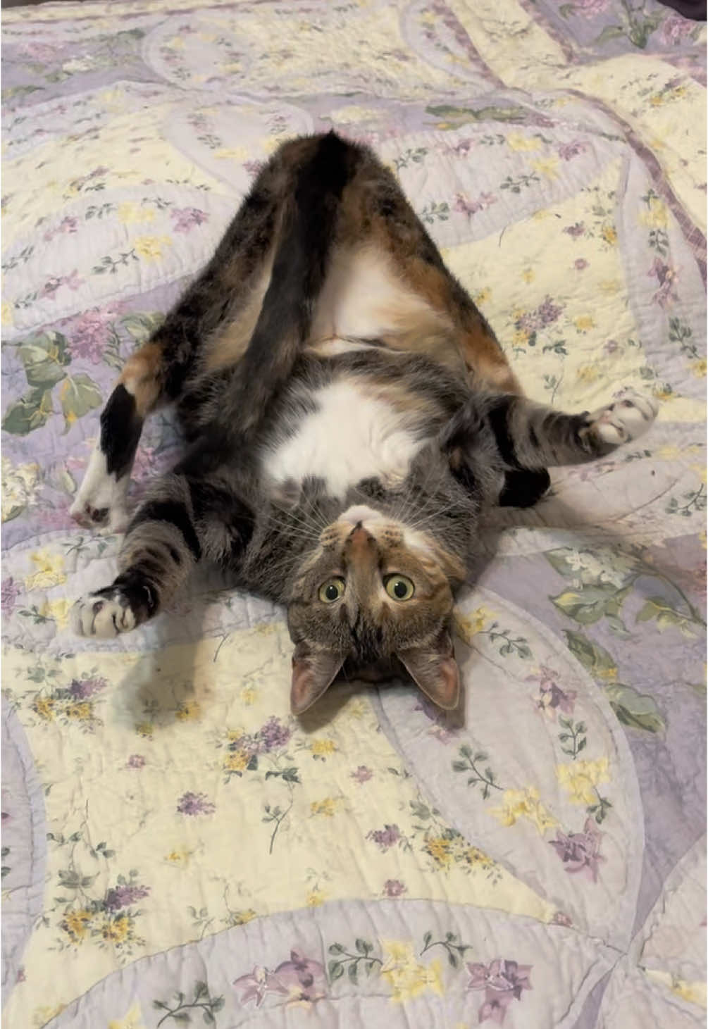 a true menace. #cat #fyp #kitten #sabrinacarpenter 
