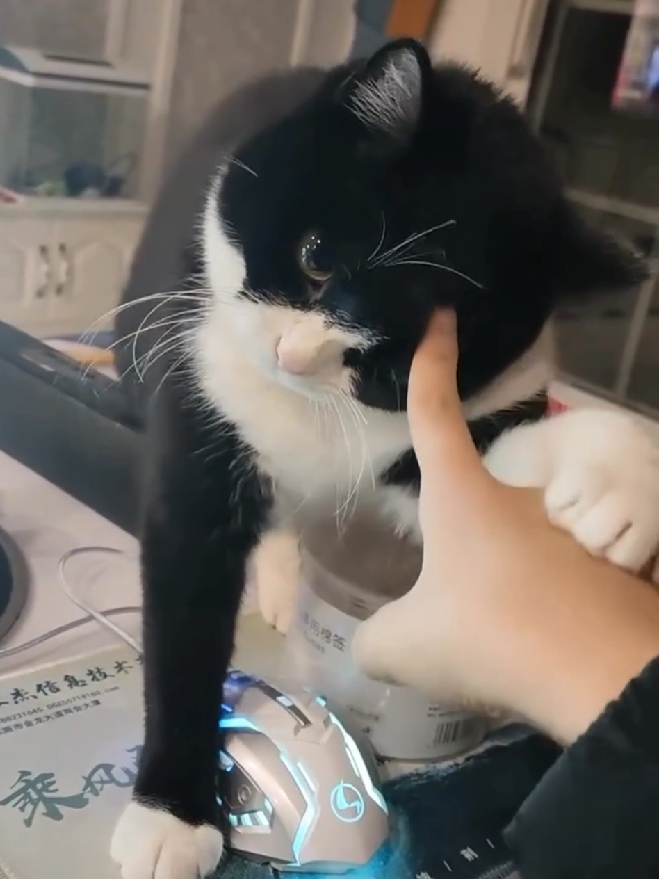 #cat #cute #catvideo #cutcat #funny #pet #funnyvideo #kitty #foryou  #keşfetbeniöneçıkar 
